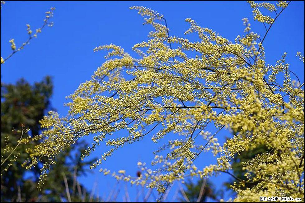 【春天,广西桂林灌阳县向您发出邀请!】米珠山前有片山苍子花在飘香 - 游山玩水 - 黑河生活社区 - 黑河28生活网 heihe.28life.com