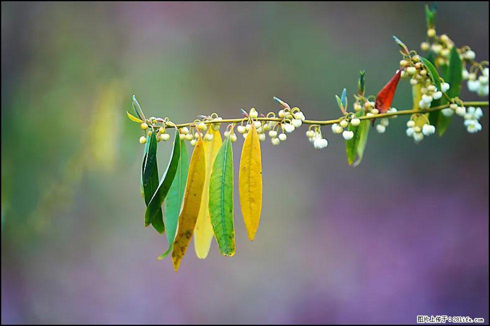 【春天,广西桂林灌阳县向您发出邀请!】米珠山前有片山苍子花在飘香 - 游山玩水 - 黑河生活社区 - 黑河28生活网 heihe.28life.com