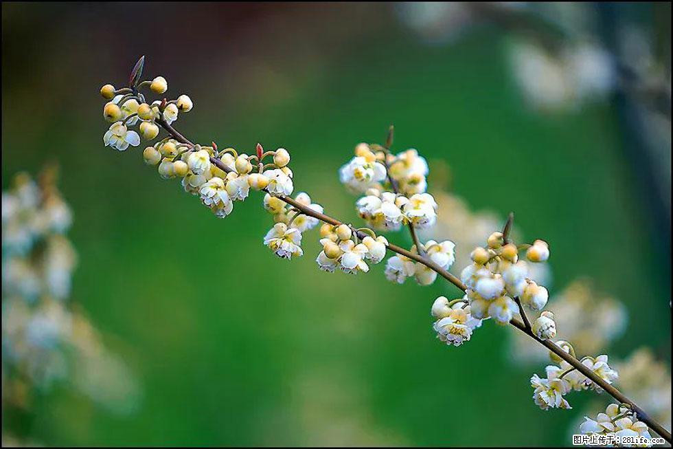 【春天,广西桂林灌阳县向您发出邀请!】米珠山前有片山苍子花在飘香 - 游山玩水 - 黑河生活社区 - 黑河28生活网 heihe.28life.com