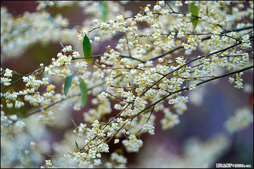 【春天,广西桂林灌阳县向您发出邀请!】米珠山前有片山苍子花在飘香 - 游山玩水 - 黑河生活社区 - 黑河28生活网 heihe.28life.com