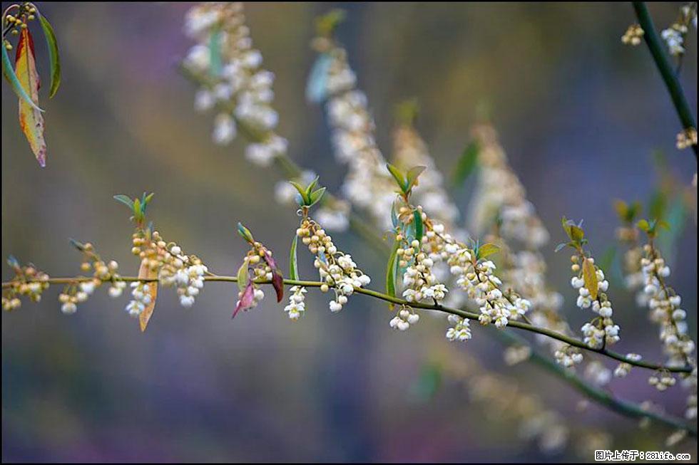 【春天,广西桂林灌阳县向您发出邀请!】米珠山前有片山苍子花在飘香 - 游山玩水 - 黑河生活社区 - 黑河28生活网 heihe.28life.com