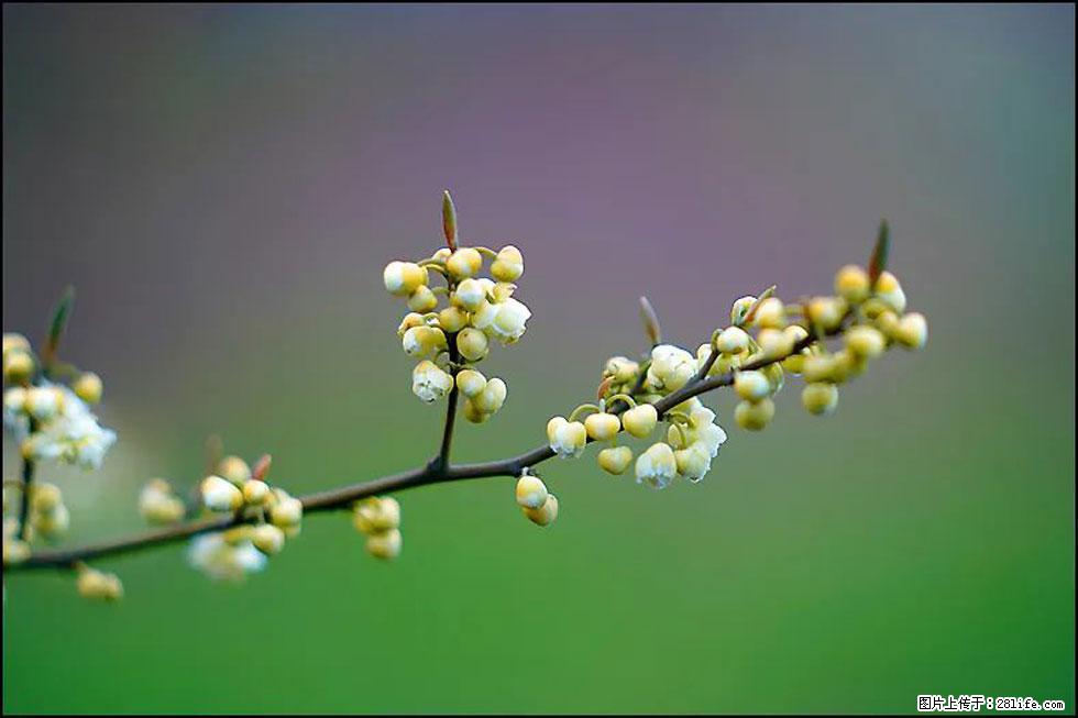 【春天,广西桂林灌阳县向您发出邀请!】米珠山前有片山苍子花在飘香 - 游山玩水 - 黑河生活社区 - 黑河28生活网 heihe.28life.com