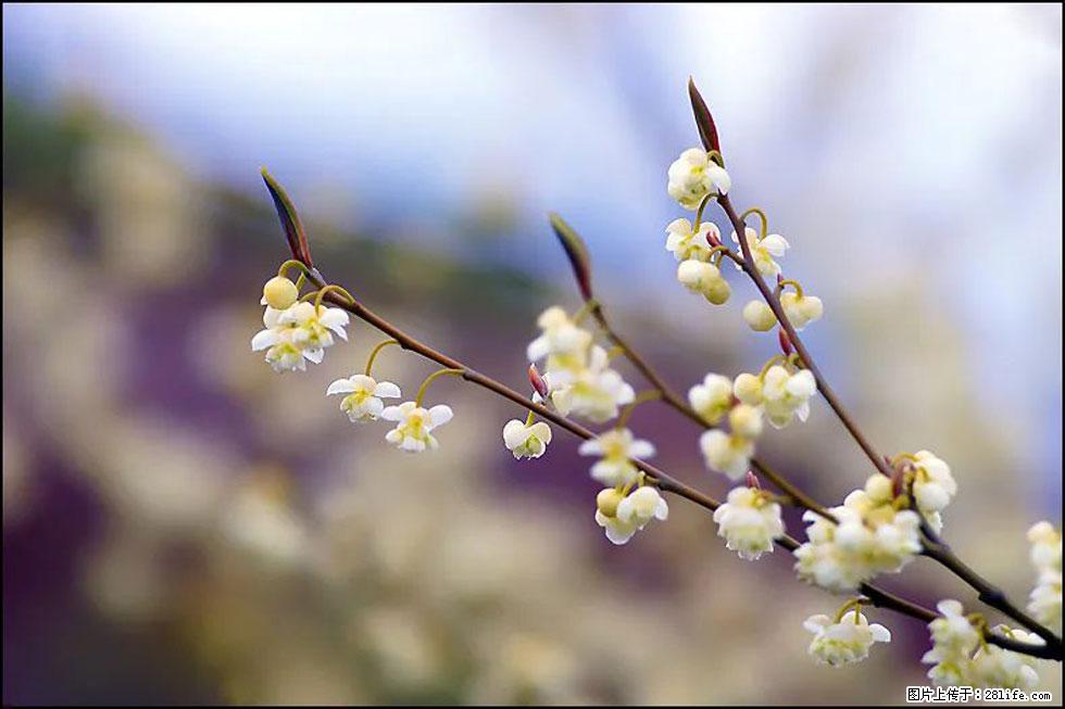 【春天,广西桂林灌阳县向您发出邀请!】米珠山前有片山苍子花在飘香 - 游山玩水 - 黑河生活社区 - 黑河28生活网 heihe.28life.com
