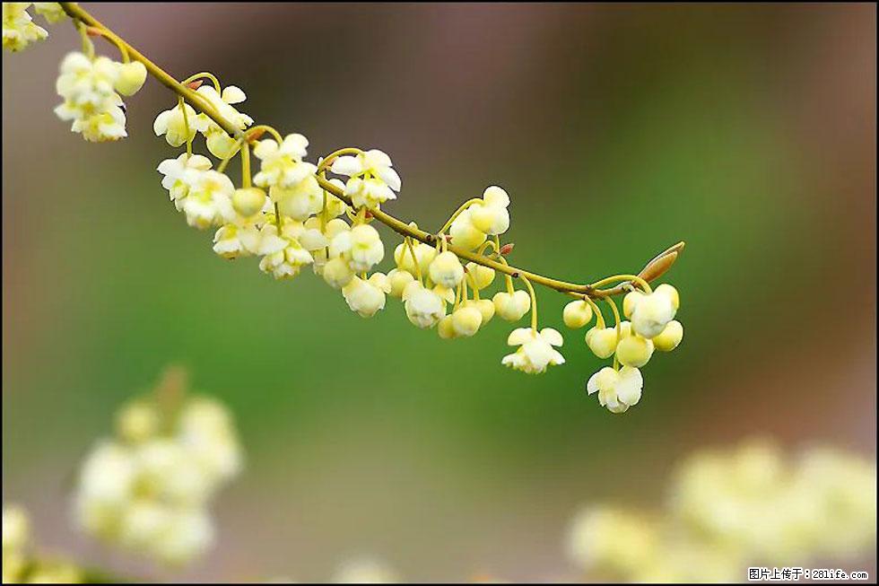 【春天,广西桂林灌阳县向您发出邀请!】米珠山前有片山苍子花在飘香 - 游山玩水 - 黑河生活社区 - 黑河28生活网 heihe.28life.com