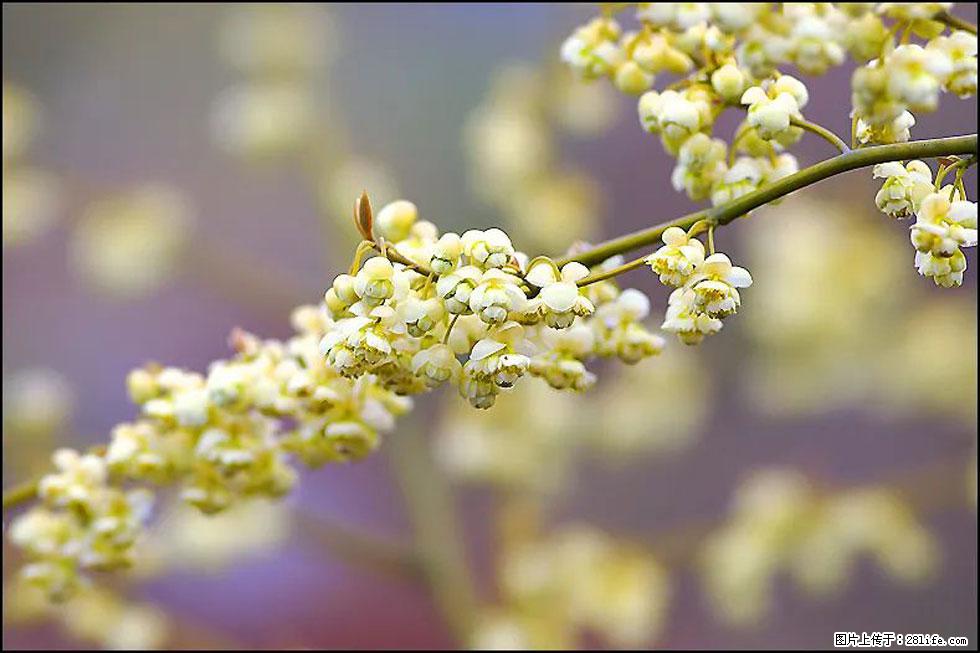 【春天,广西桂林灌阳县向您发出邀请!】米珠山前有片山苍子花在飘香 - 游山玩水 - 黑河生活社区 - 黑河28生活网 heihe.28life.com