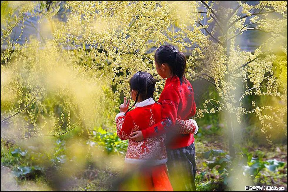 【春天,广西桂林灌阳县向您发出邀请!】米珠山前有片山苍子花在飘香 - 游山玩水 - 黑河生活社区 - 黑河28生活网 heihe.28life.com