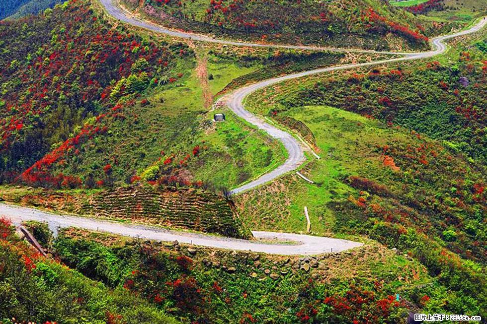 【春天,广西桂林灌阳县向您发出邀请!】春木界上映山红 - 游山玩水 - 黑河生活社区 - 黑河28生活网 heihe.28life.com