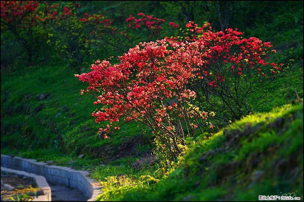 【春天,广西桂林灌阳县向您发出邀请!】春木界上映山红 - 游山玩水 - 黑河生活社区 - 黑河28生活网 heihe.28life.com