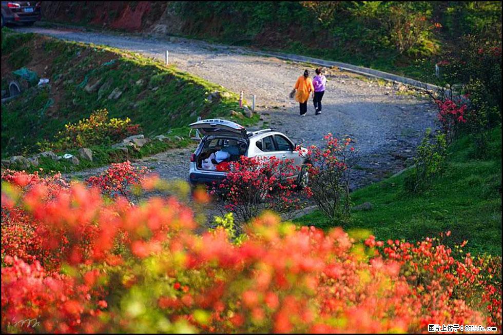 【春天,广西桂林灌阳县向您发出邀请!】春木界上映山红 - 游山玩水 - 黑河生活社区 - 黑河28生活网 heihe.28life.com