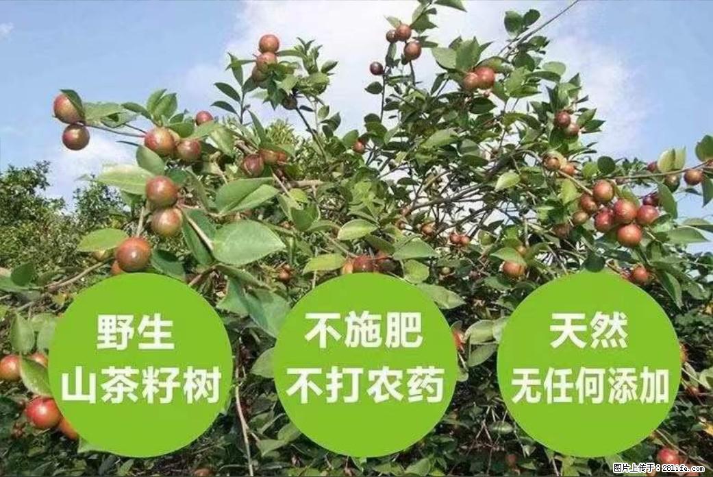 【灌阳县油茶产业示范区】一个有着充实的精神生活的人，对待身外之物自会有一种淡泊的态度 - 土特产 - 饮食特产 - 黑河分类信息 - 黑河28生活网 heihe.28life.com