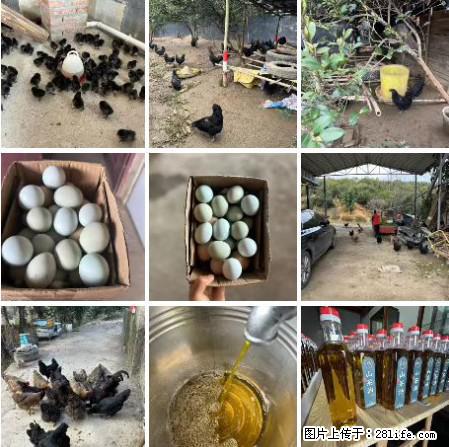 油茶园从小鸡仔开始养起的纯土鸡、土鸡蛋可以预定啦！还有前几天刚榨的纯山茶油哦 - 土特产 - 饮食特产 - 黑河分类信息 - 黑河28生活网 heihe.28life.com