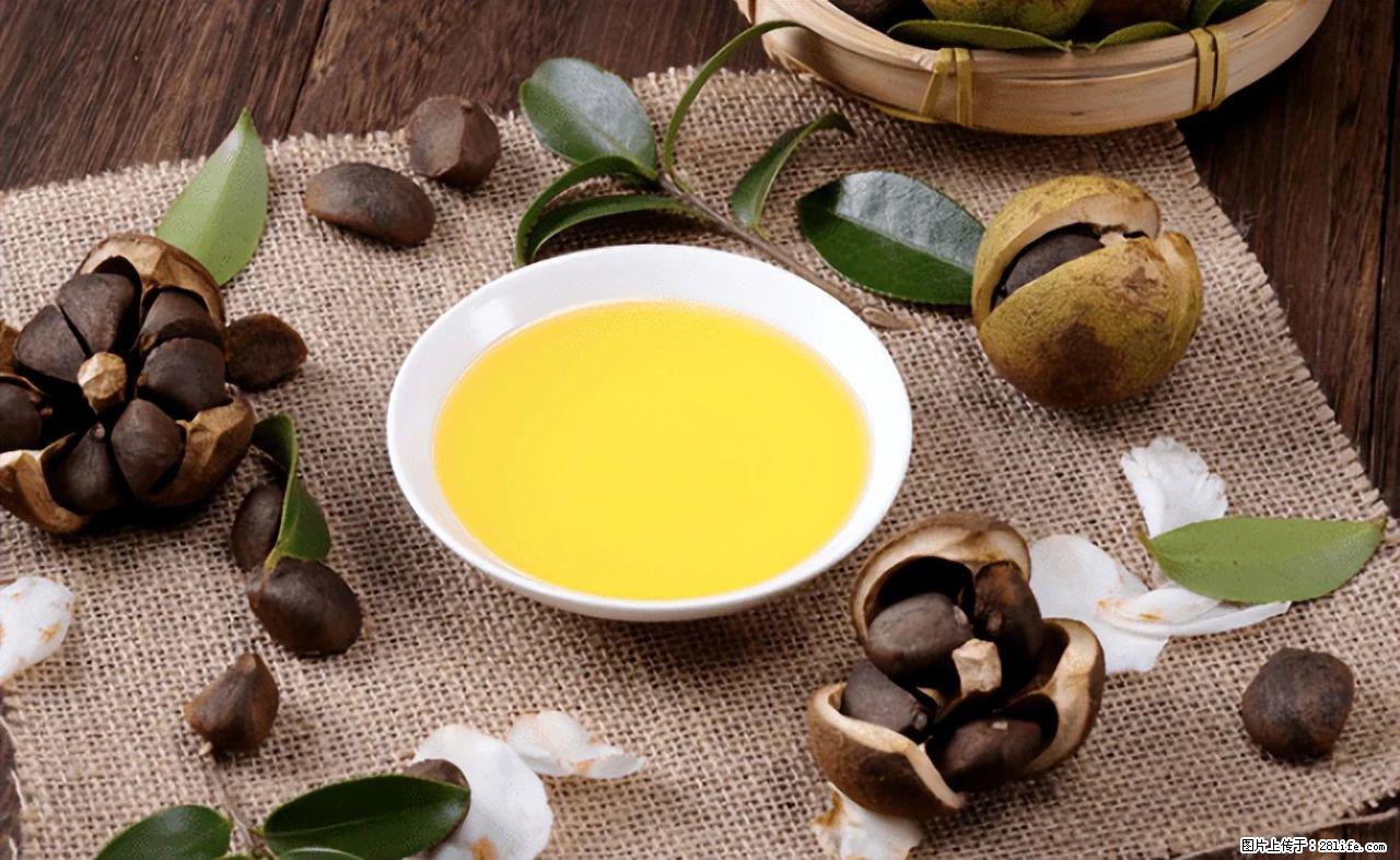 揭秘茶油的5大核心营养成分！被称为人体健康的“守护盾”！ - 黑河生活资讯 - 黑河28生活网 heihe.28life.com