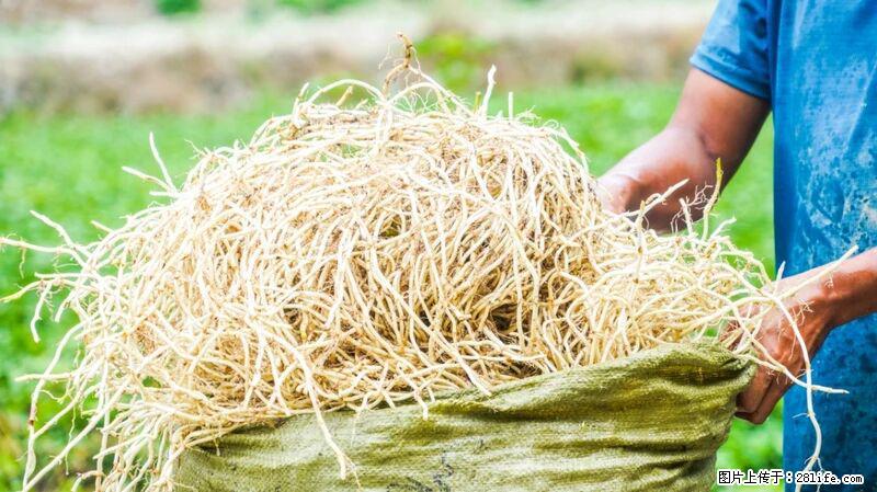 堪称“最难吃”的蔬菜,却是 “抗辐射神器”,还能护肺、清热、止咳化痰! - 黑河生活资讯 - 黑河28生活网 heihe.28life.com