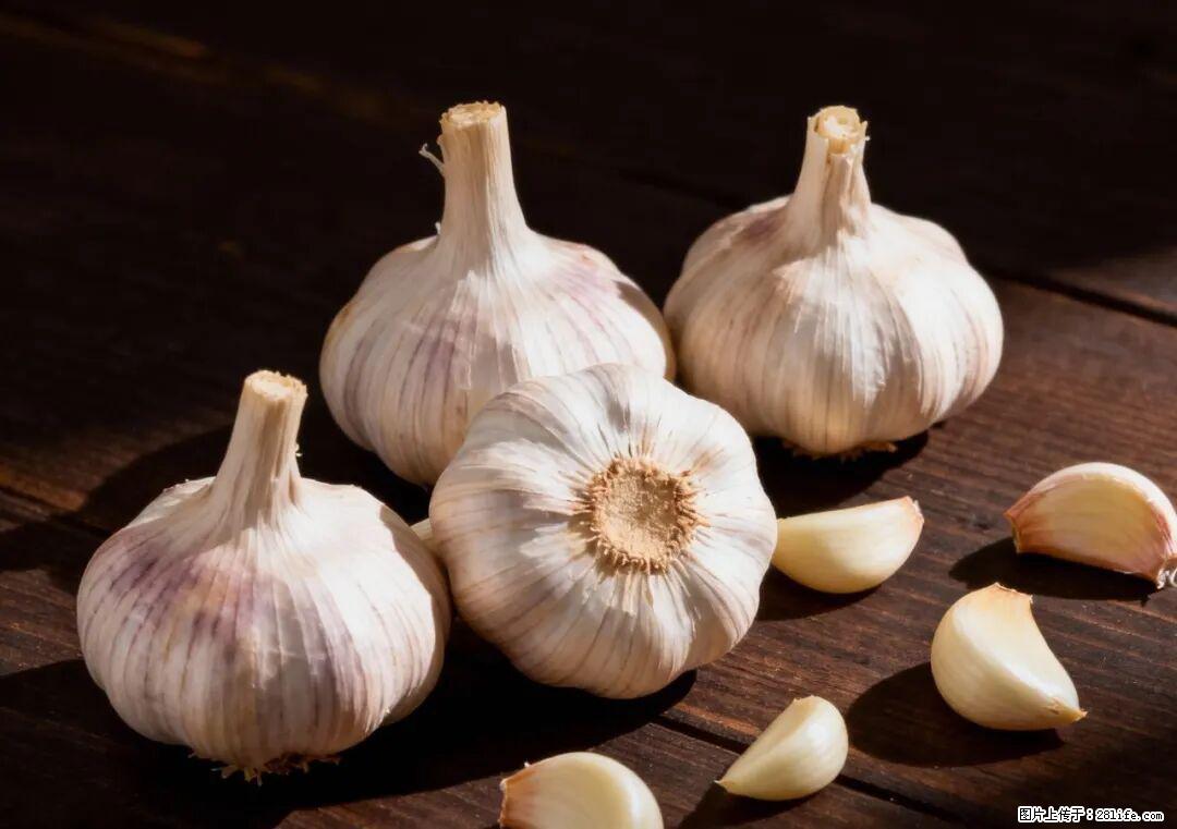 关于大蒜，除了“天然抗生素”，这4个谣言更该警惕! - 黑河生活资讯 - 黑河28生活网 heihe.28life.com