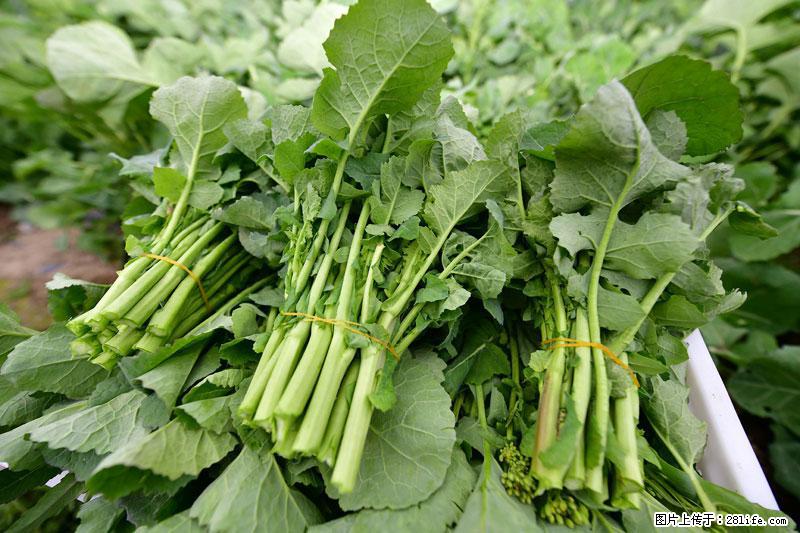 这些蔬菜是“天然钙片”，这6种被医生重点推荐 - 黑河生活资讯 - 黑河28生活网 heihe.28life.com